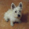 Josefina